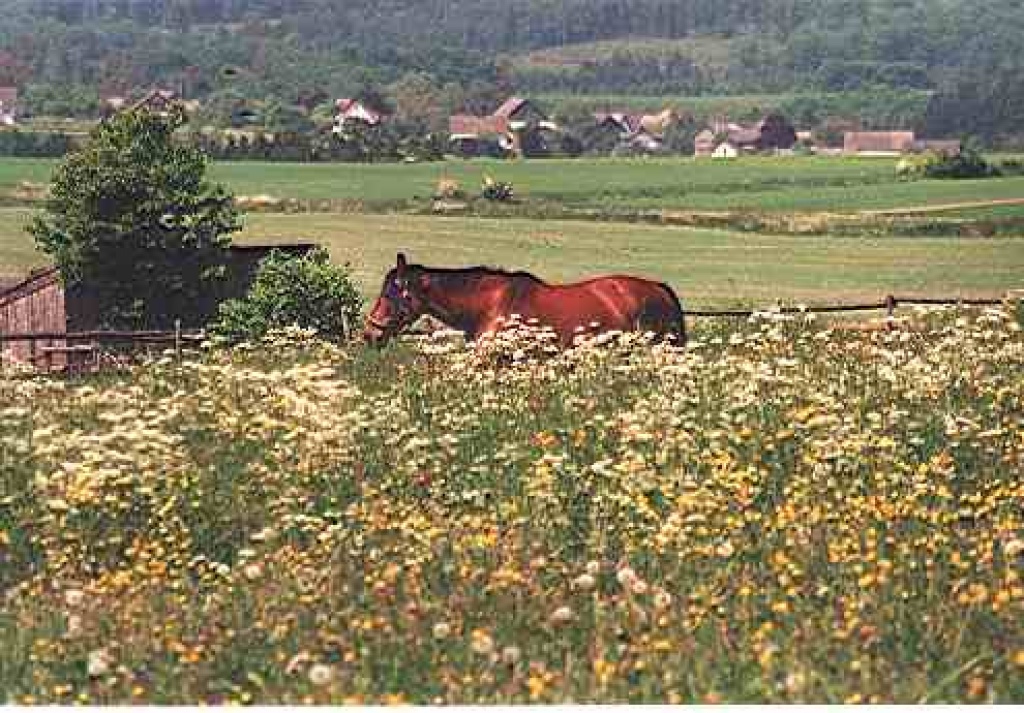 Rentnerpferd ..  Wohin mit meinem alten Pferd? - Stallplatz - Völkenroth