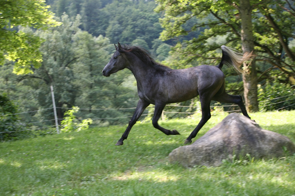 Rein Ägyptischer Vollblutaraberwallach - Wallach - Mönsheim