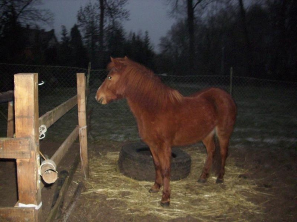 Junge 3 Jährige Island-Mix Stute  Tausch oder Verkauf - Ponys - Uelzen