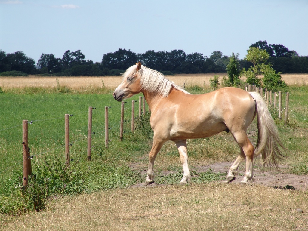 Lieber Haflinger sucht ein neues Zuhause - Wallach - Schernikau