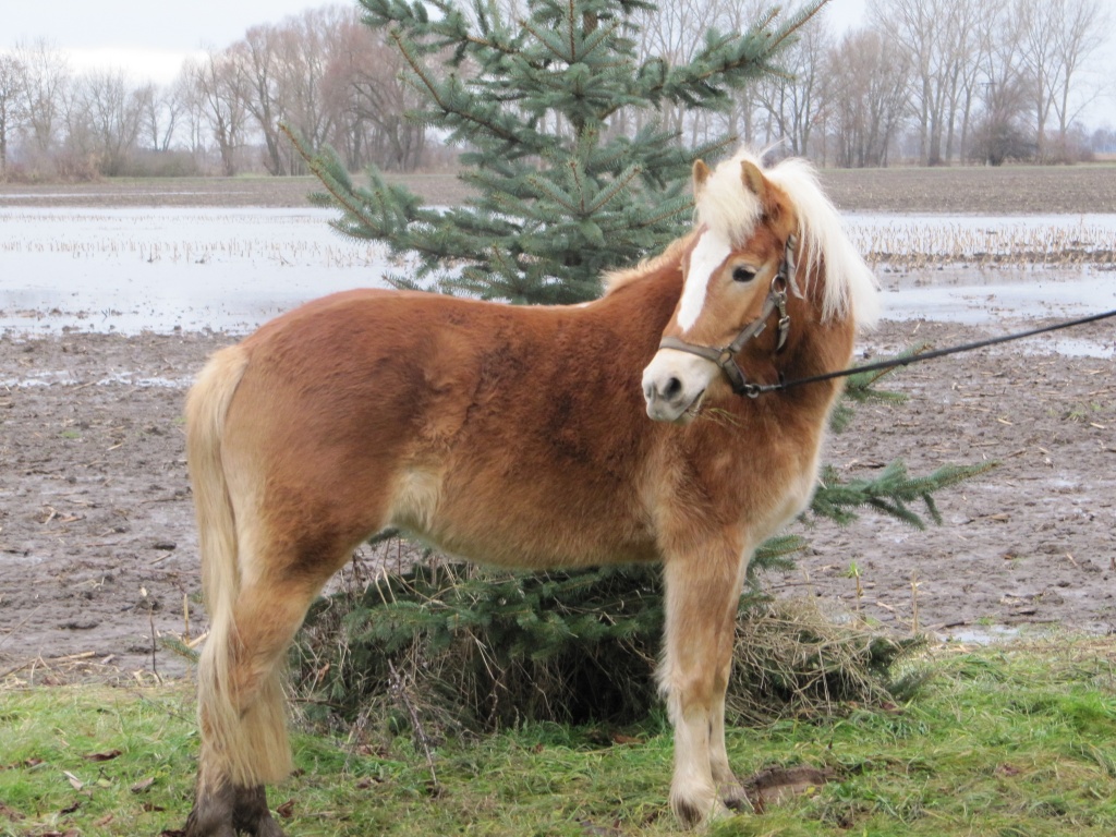 2,5 jährige Stute zu verkaufen - Stute - Alt Tucheband