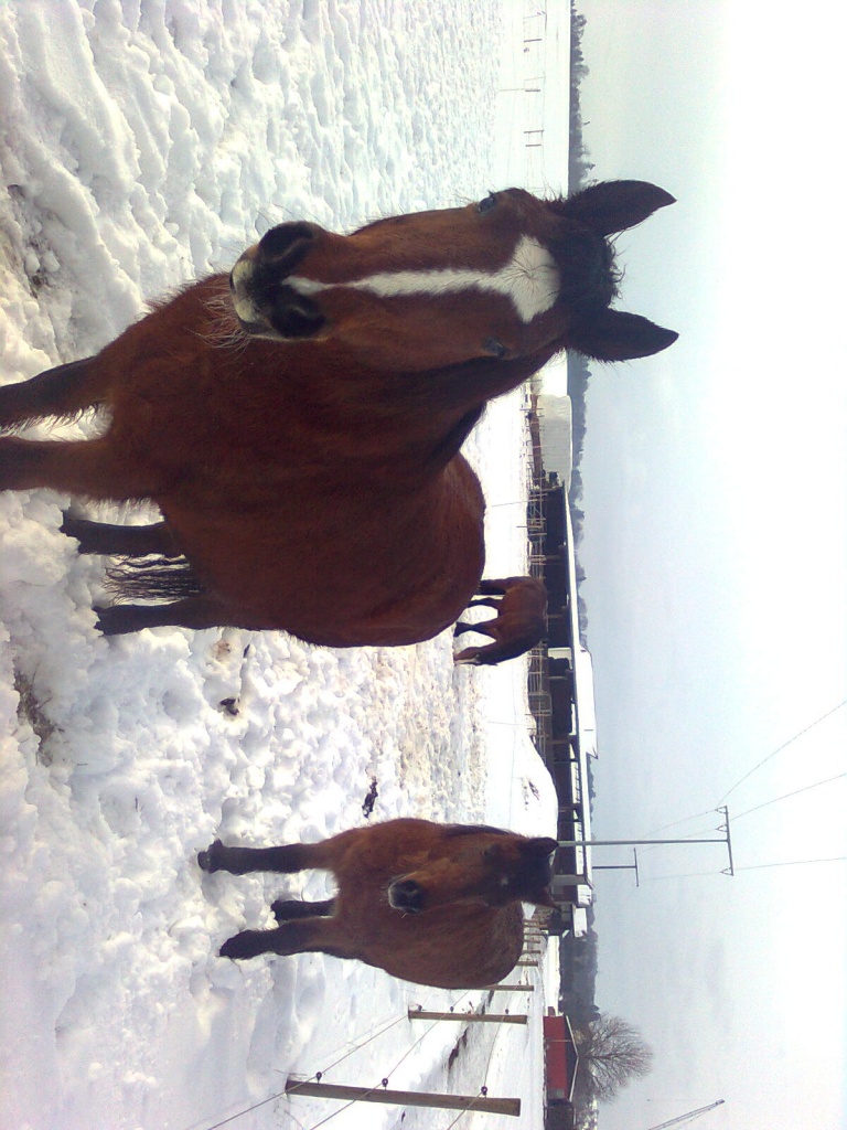 Haflinger-Hannoveraner Mix - Beistellpferde - Ergenzingen