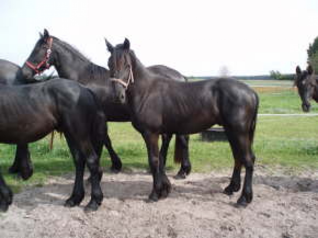 Pferd zu verkaufen: Friesen - Grosspferde - Hamburg