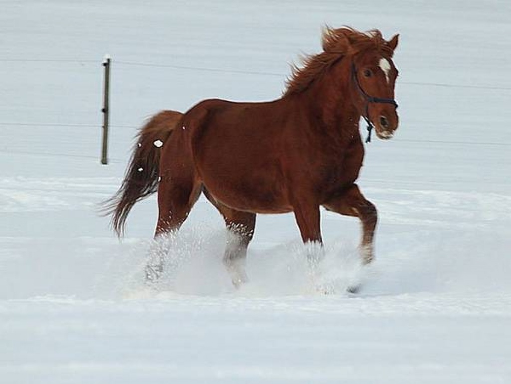 Fuchswallach, mit guten GGA und Körperbau - Grosspferde - Rosengarten