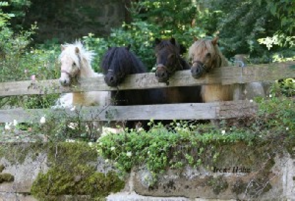 2 Minishetland Stuten gedeckt - Ponys - Burgkunstadt