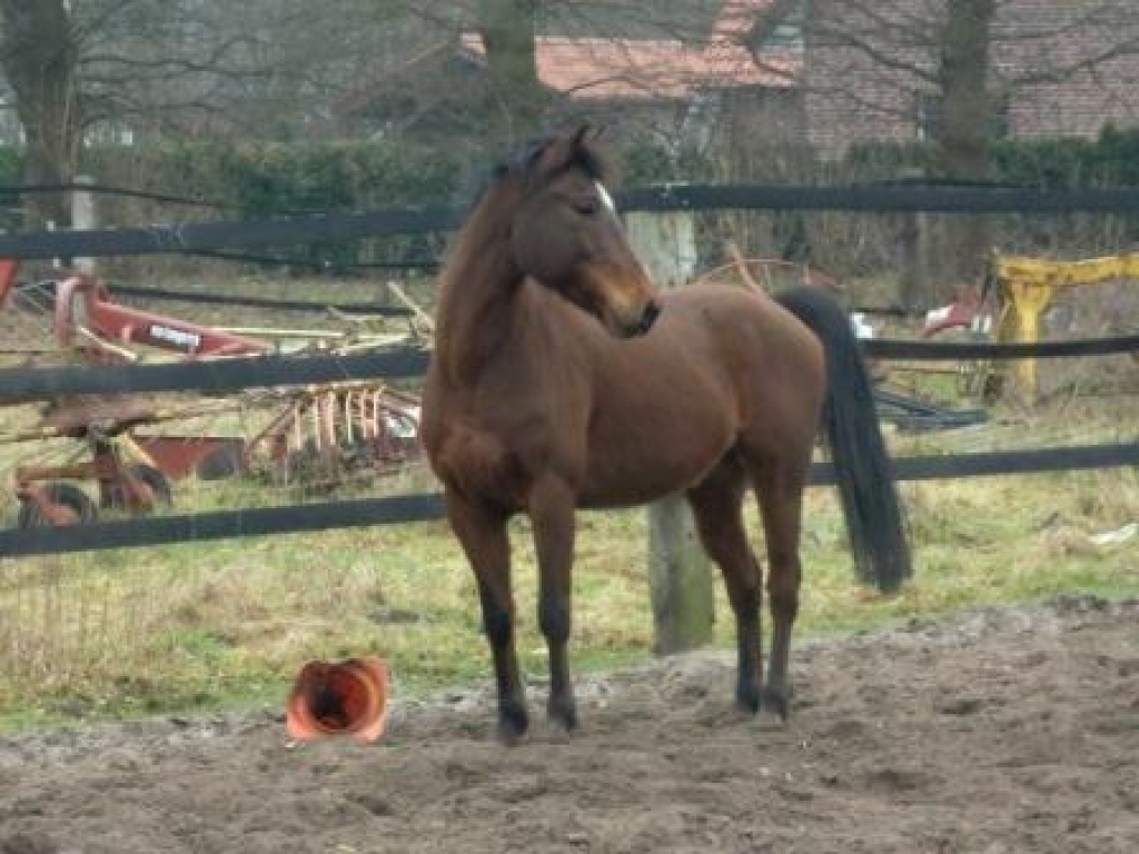Fahrpony/Fahrpferd/ Deutsches Reitpony zu verkaufen - Ponys - Rhede Ems