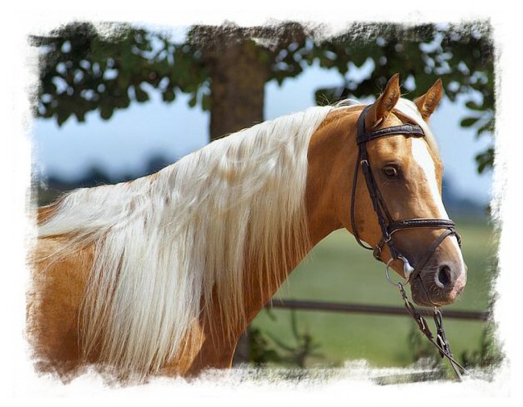 Traumhafter Goldpalominohengst deckt - Deckhengst - Rhauderfehn