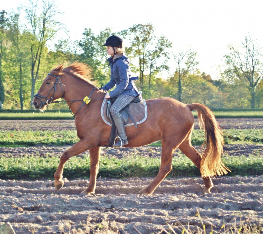 Biete Reitbeteiligung in Lippstadt - Reitbeteiligung - Lippstadt