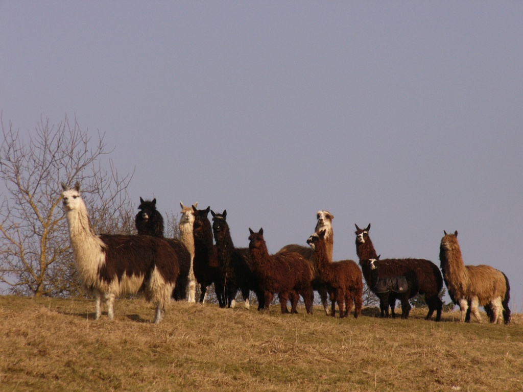 Wunderschöne Alpaka  zu verkaufen - Ponys - Hengersberg