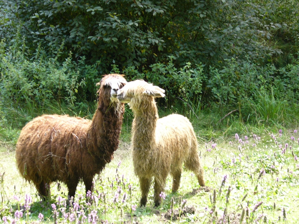 Alpaka  zu verkaufen - Ponys - Hengersberg