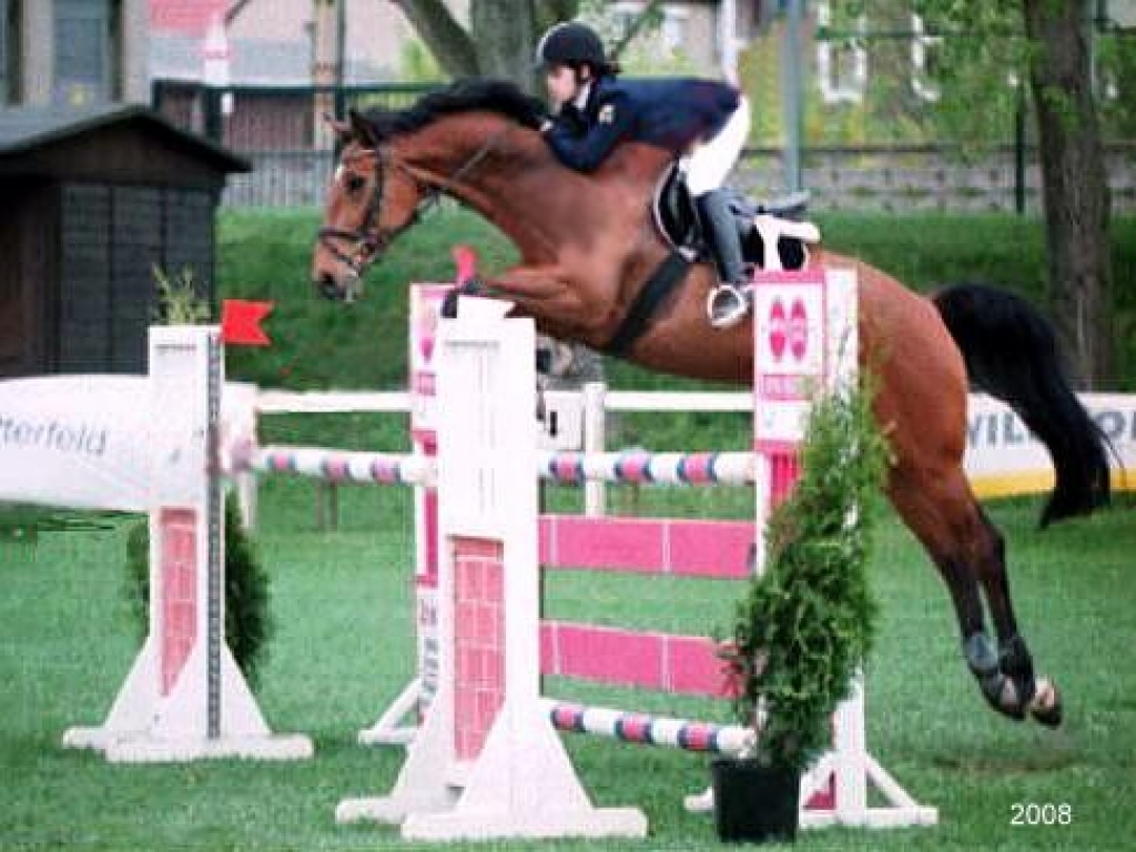 Braver Holsteiner Wallach  Contender x Lord - Grosspferde - Breisach am Rhein