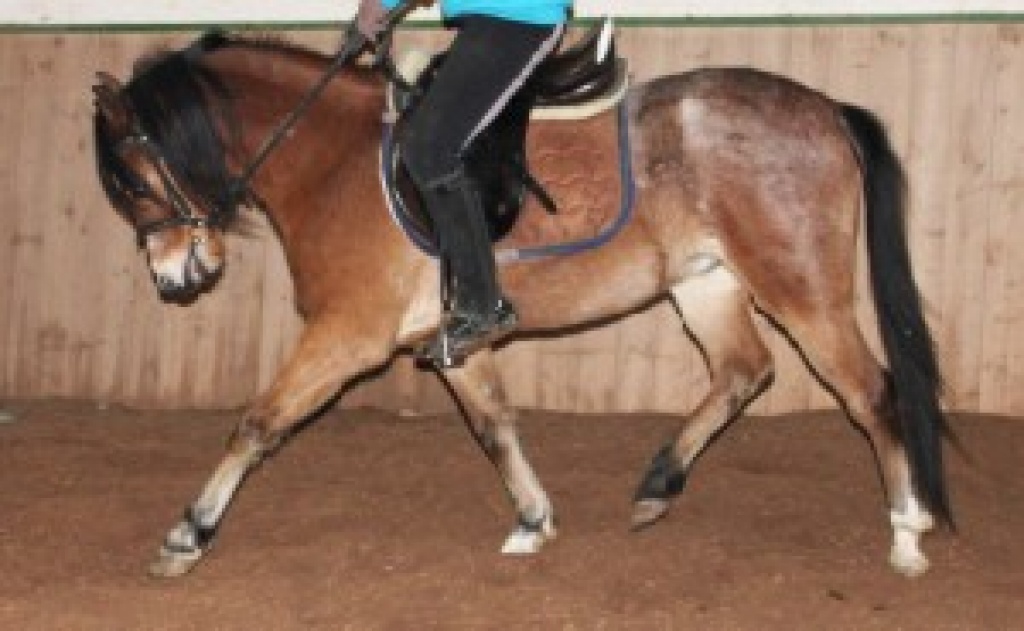 Welsh-B Wallach - Ponys - Burgkunstadt