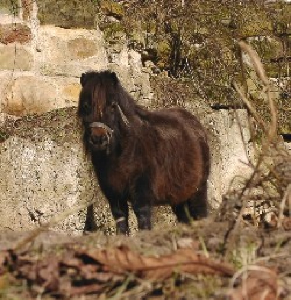 Minipony Stute - Ponys - Burgkunstadt