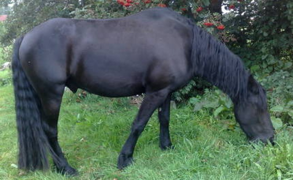 7-8Jahre alt friesen pferde,mit Papiere - Grosspferde - Panitzsch