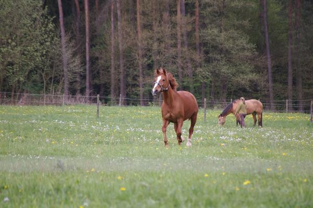 Suchen liebevolle Reitbeteiligung - Reitbeteiligung - Röthebach b. Altdorf