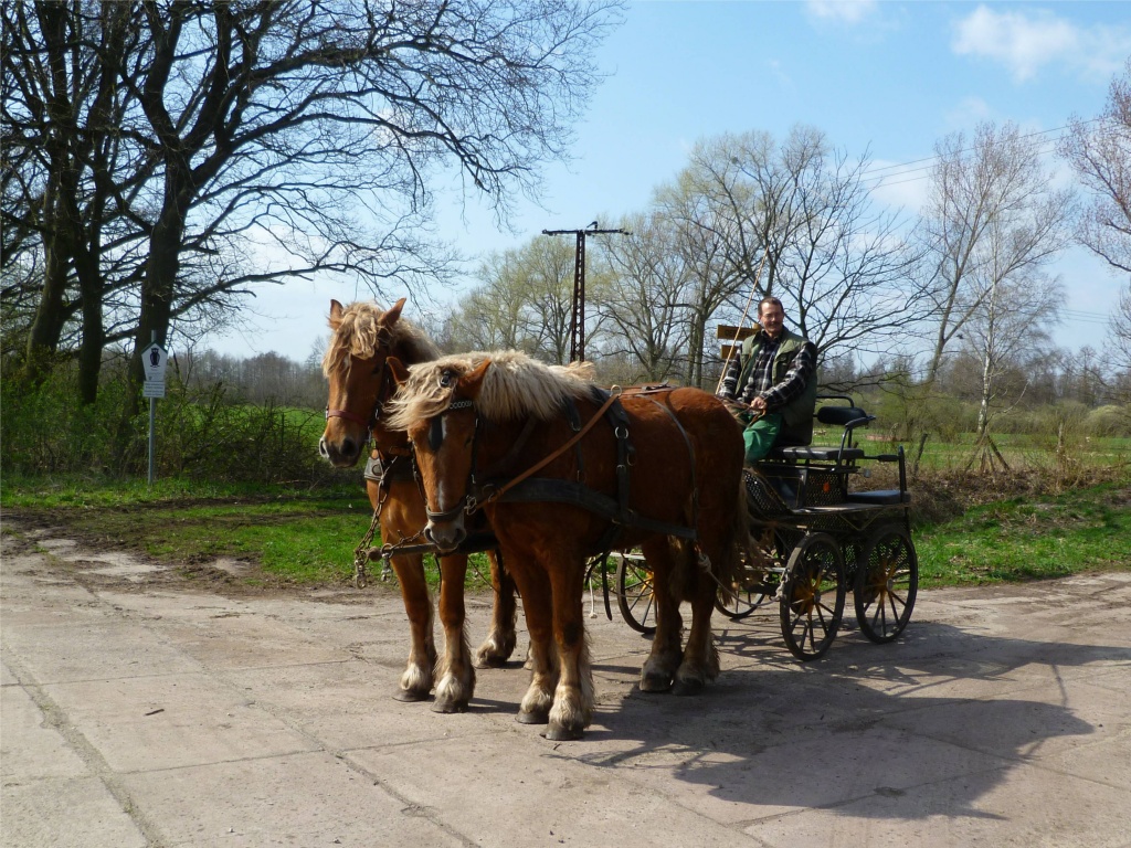 Bieten wunderschönes Passgespann - Grosspferde - Kunrau