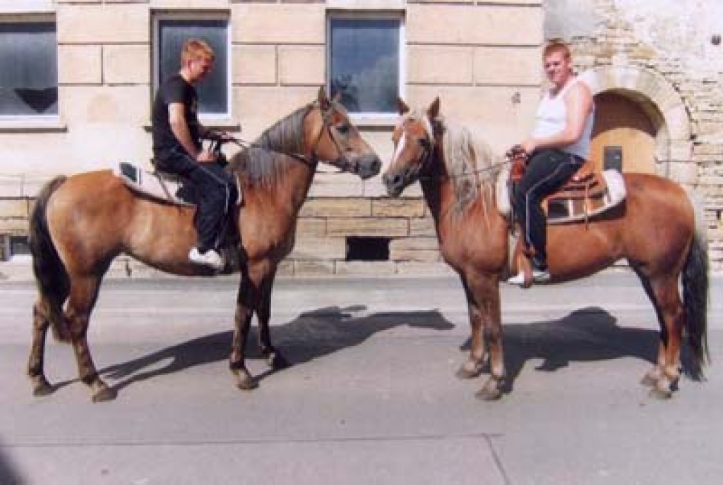 Eine Fuchsstute - Ponys - Teuchern