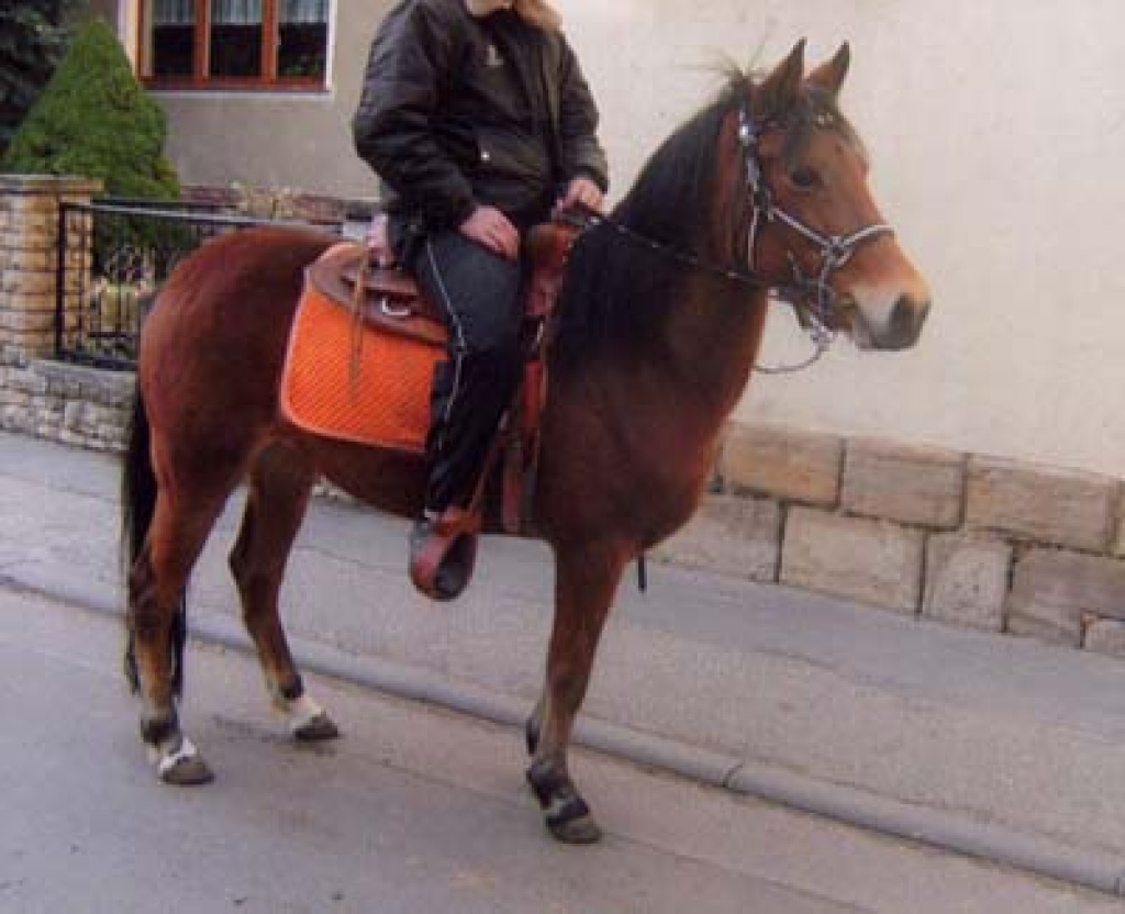 Deutsche Reitponystute - Ponys - Teuchern