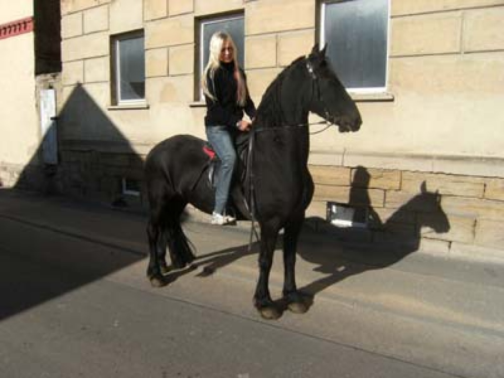 Verk. 11-jährige Friesenstute m. Pap. - Ponys - Teuchern