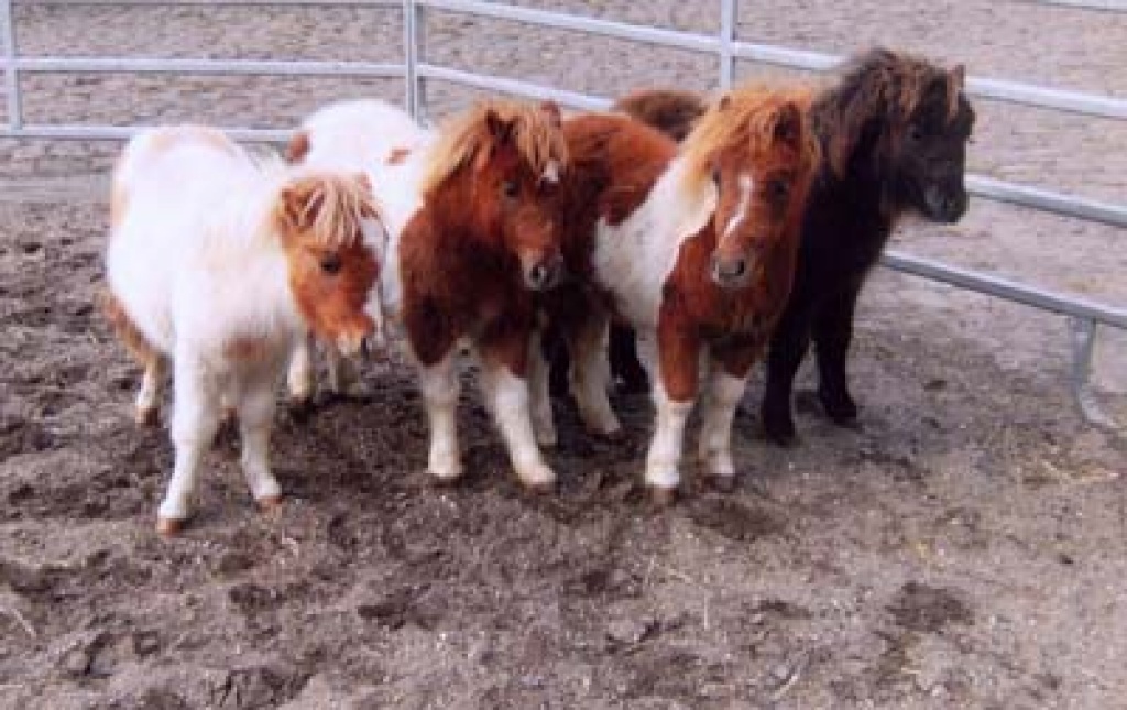 4 drollige Farabellas suchen ein neues Zuhause. sind 60 - Ponys - Teuchern