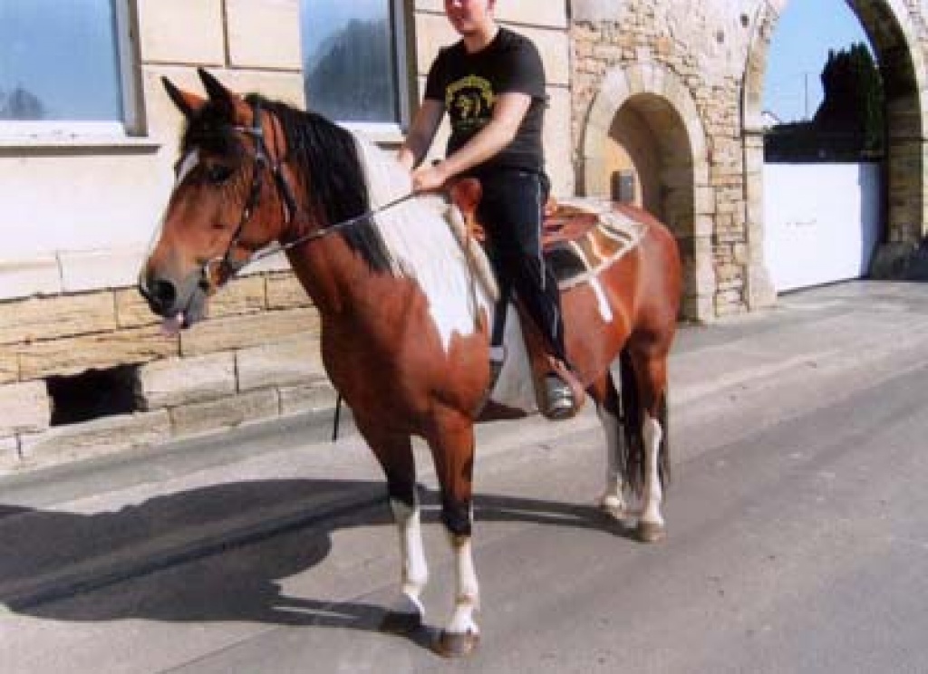 7-jährige Braunscheckstute - Ponys - Teuchern