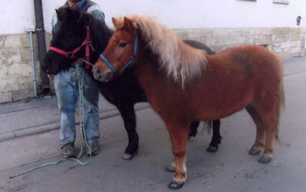 2 super  Shettlandponys - Ponys - Teuchern