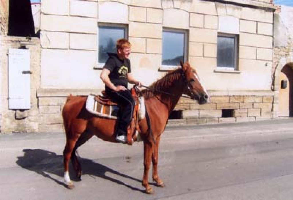 Verkaufe Deutsche Reitponystute - Ponys - Teuchern