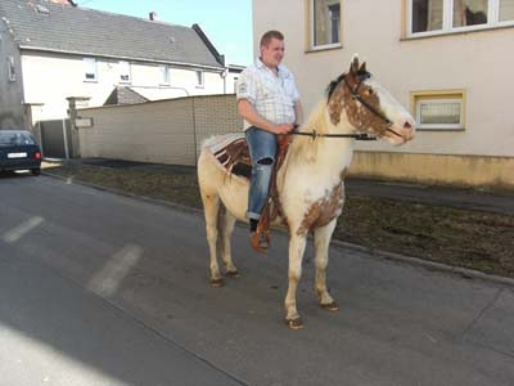 Bildschöner Scheckwallach   5 Jahre - Ponys - Teuchern