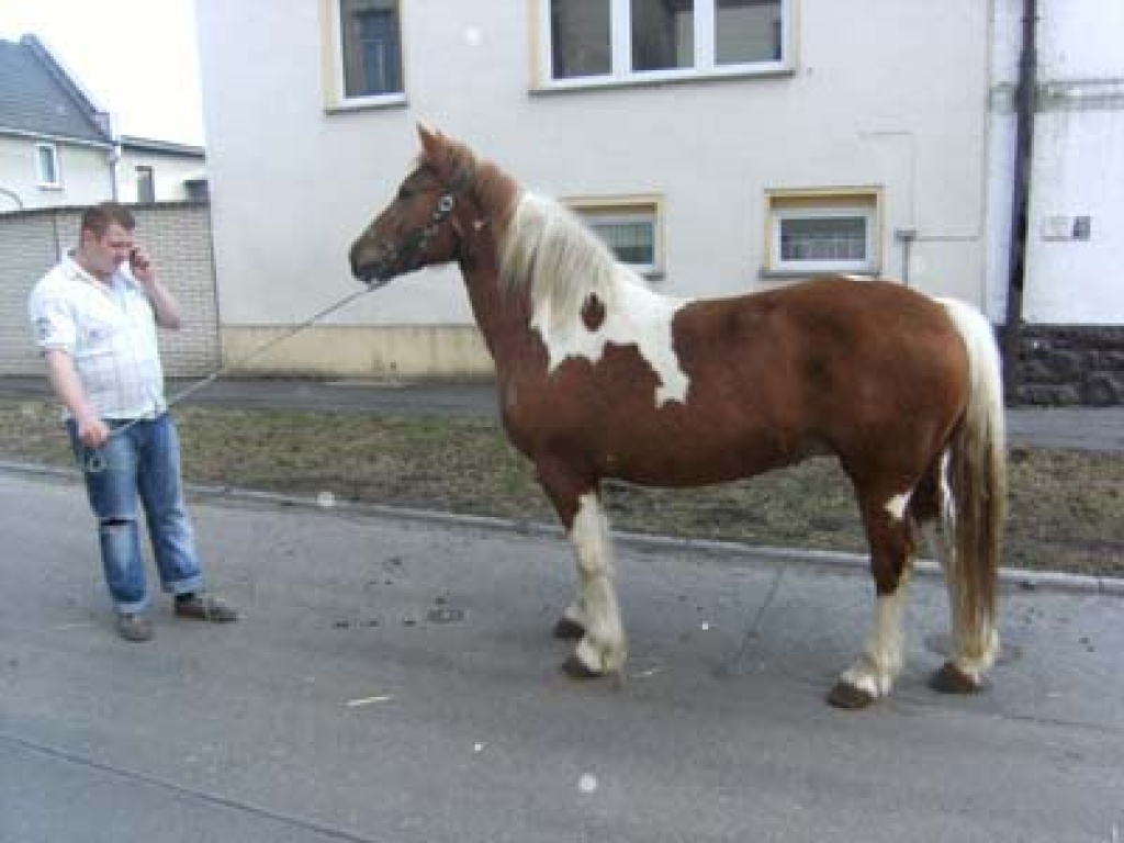 Tinker-Mix-Stute - Ponys - Teuchern