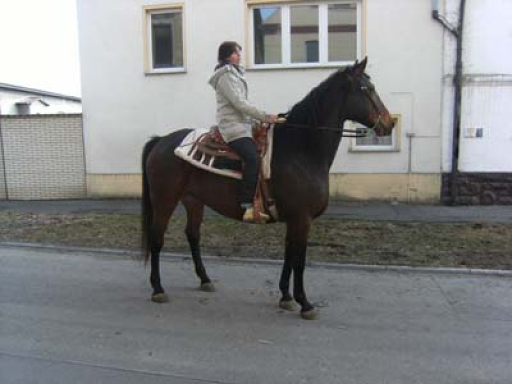 Verk. Sachsen-Anhaltiner-Wallach mit Papiere - Ponys - Teuchern