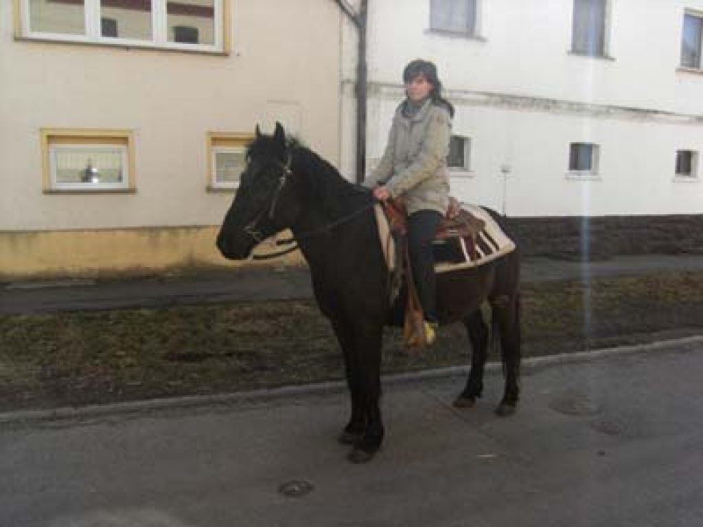 Deutsches Reitpony - Ponys - Teuchern