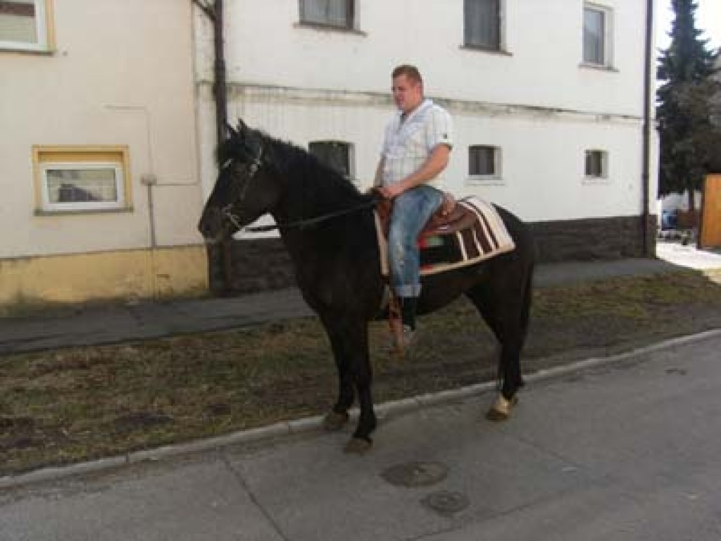 Reitpony-Stute - Ponys - Teuchern