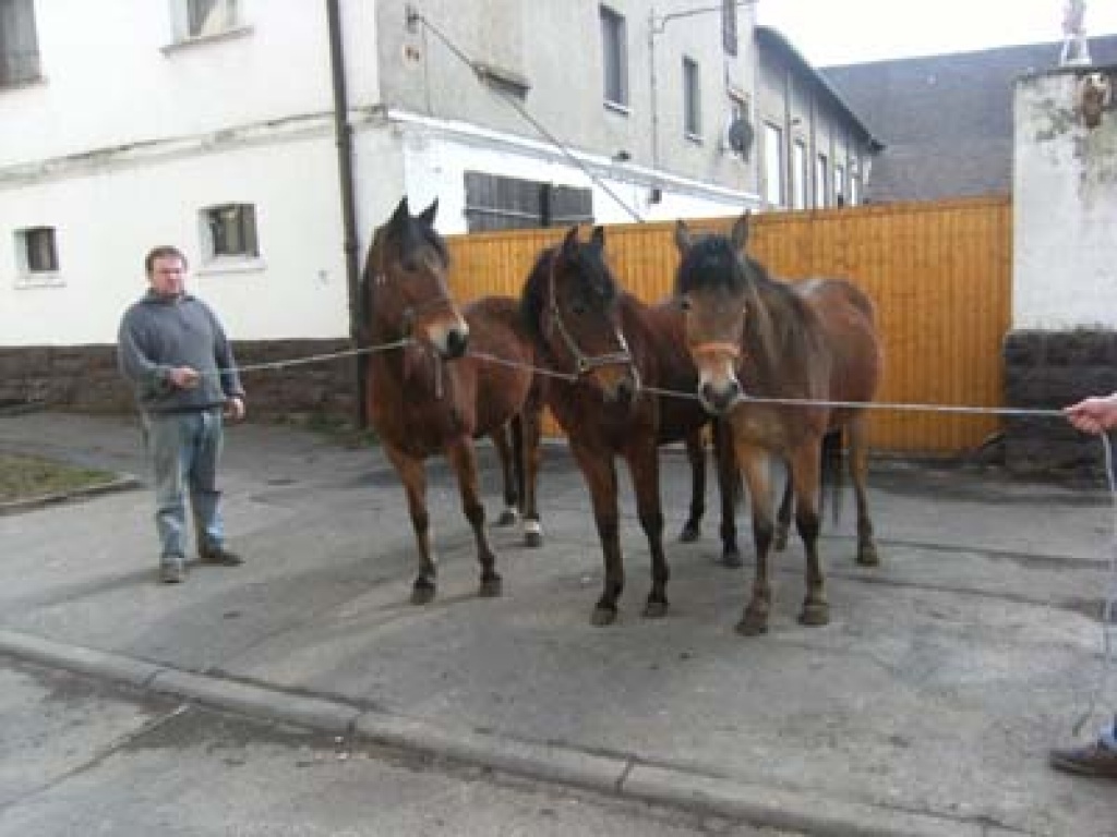 Verk. Mehrere Reitponys - Ponys - Teuchern