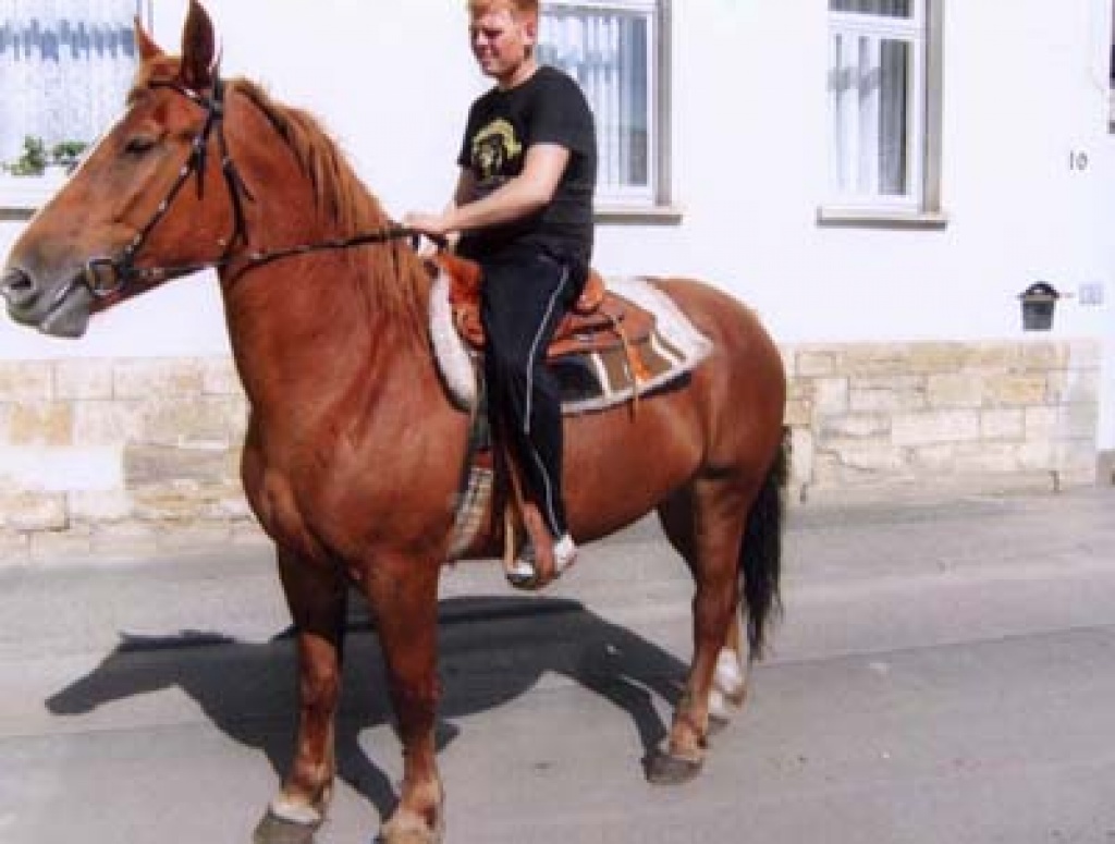 Fuchs 1.62 m groß - Ponys - Teuchern