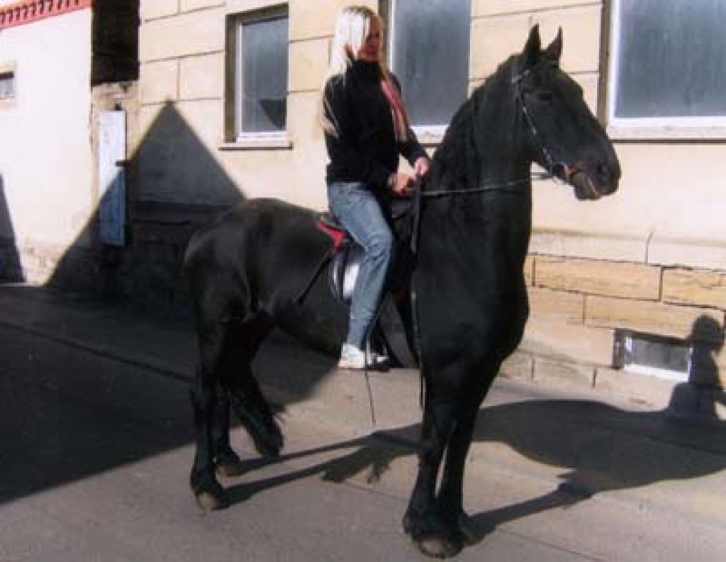 Friesenstute m. vollen Pap. - Ponys - Teuchern