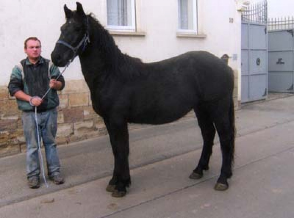 Norikerwallach m. vollen Pap. - Ponys - Teuchern