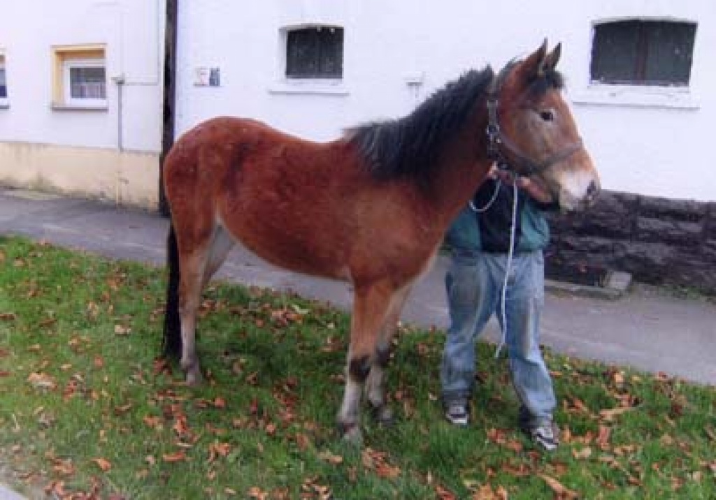 Appaloosa-Stute - Ponys - Teuchern