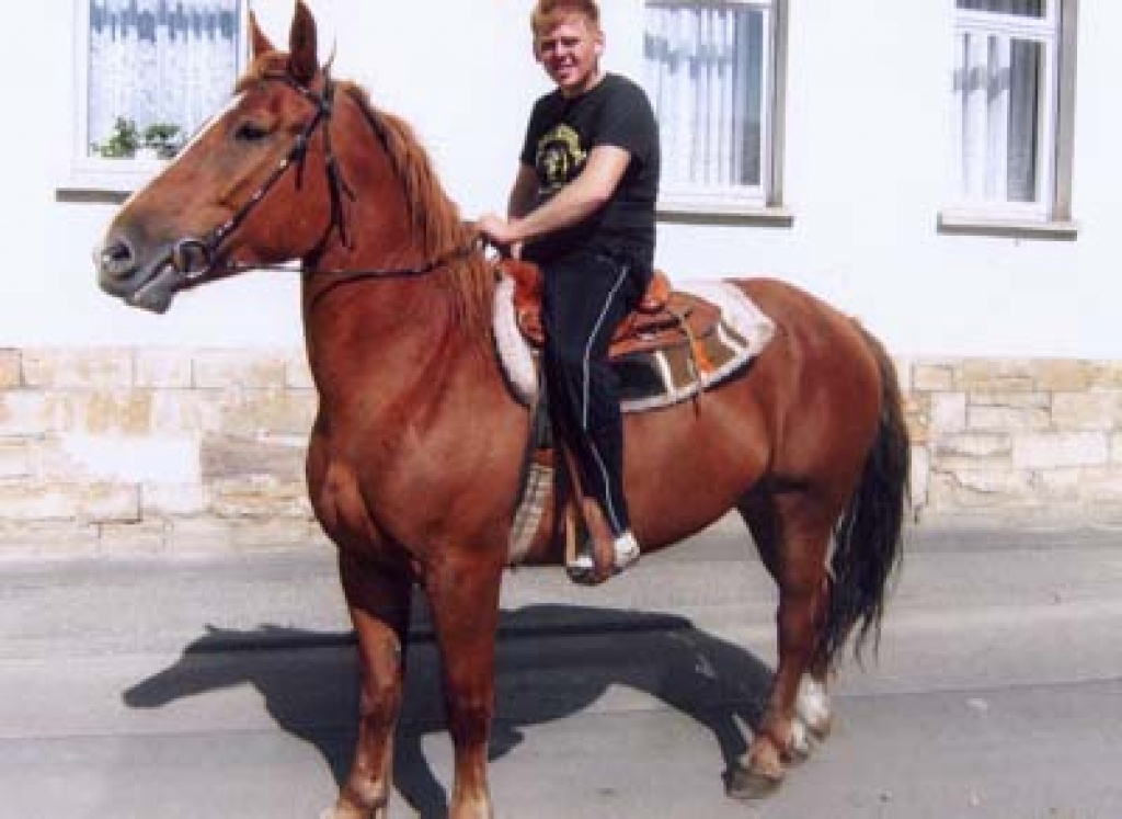 Schwere Warmblutstute - Ponys - Teuchern
