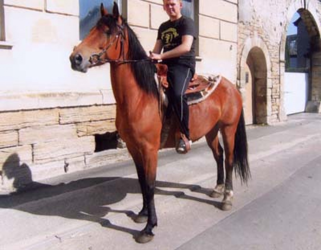 1.58 m groß für das Gelände - Ponys - Teuchern