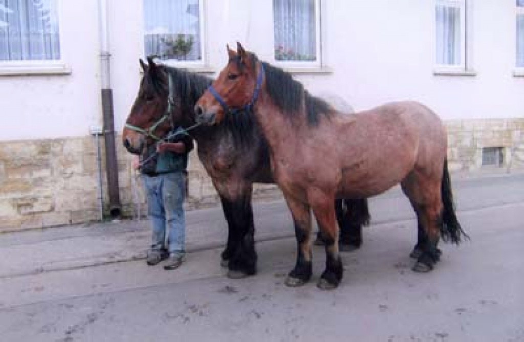 2 belgische Kaltblutwallache - Ponys - Teuchern