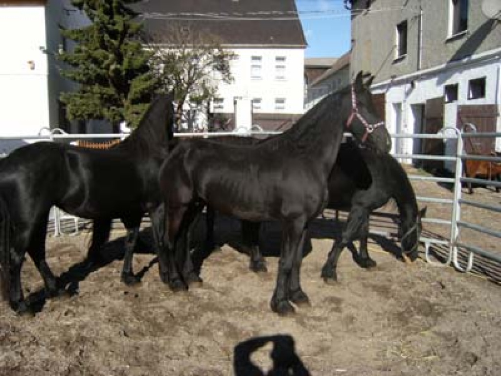 Mehrere Friesenstuten m. Papiere - Ponys - Teuchern