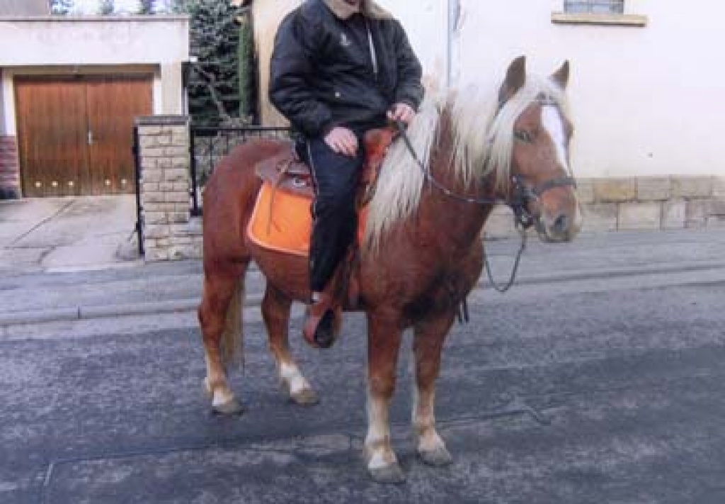 Sehr schöner Haflinger-Mix - Ponys - Teuchern