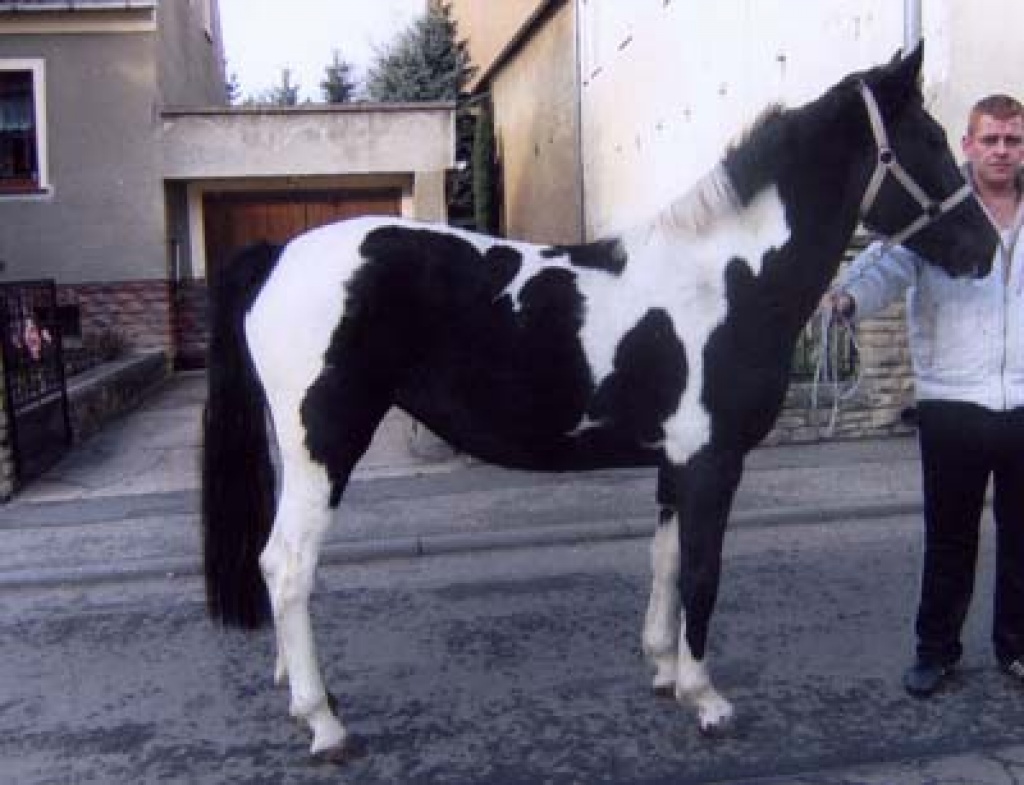 Pintostute superlieb - Ponys - Teuchern