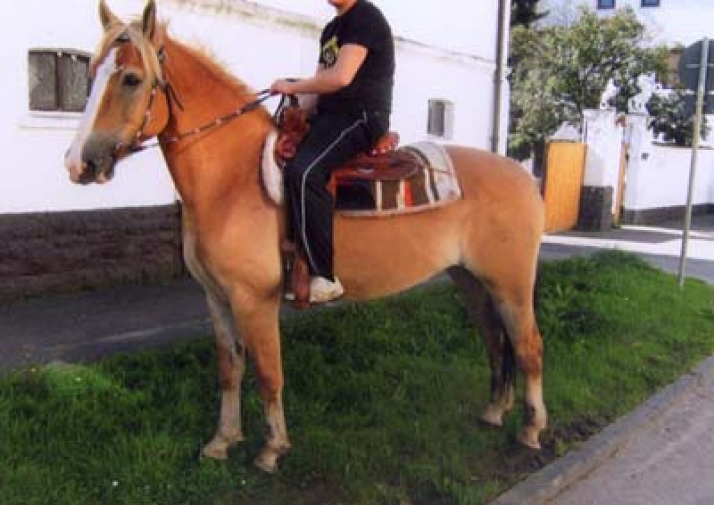 Sehr schöne Warmblutstute - Ponys - Teuchern