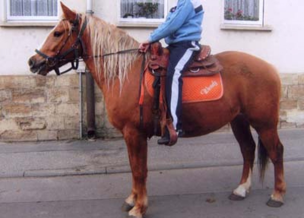 Braver Haflinger-Mix - Ponys - Teuchern