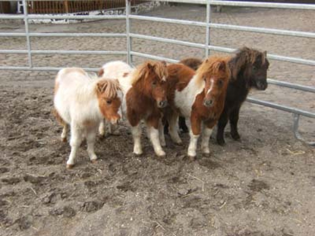 Drollige Farabellas: 3 Stuten - Ponys - Teuchern