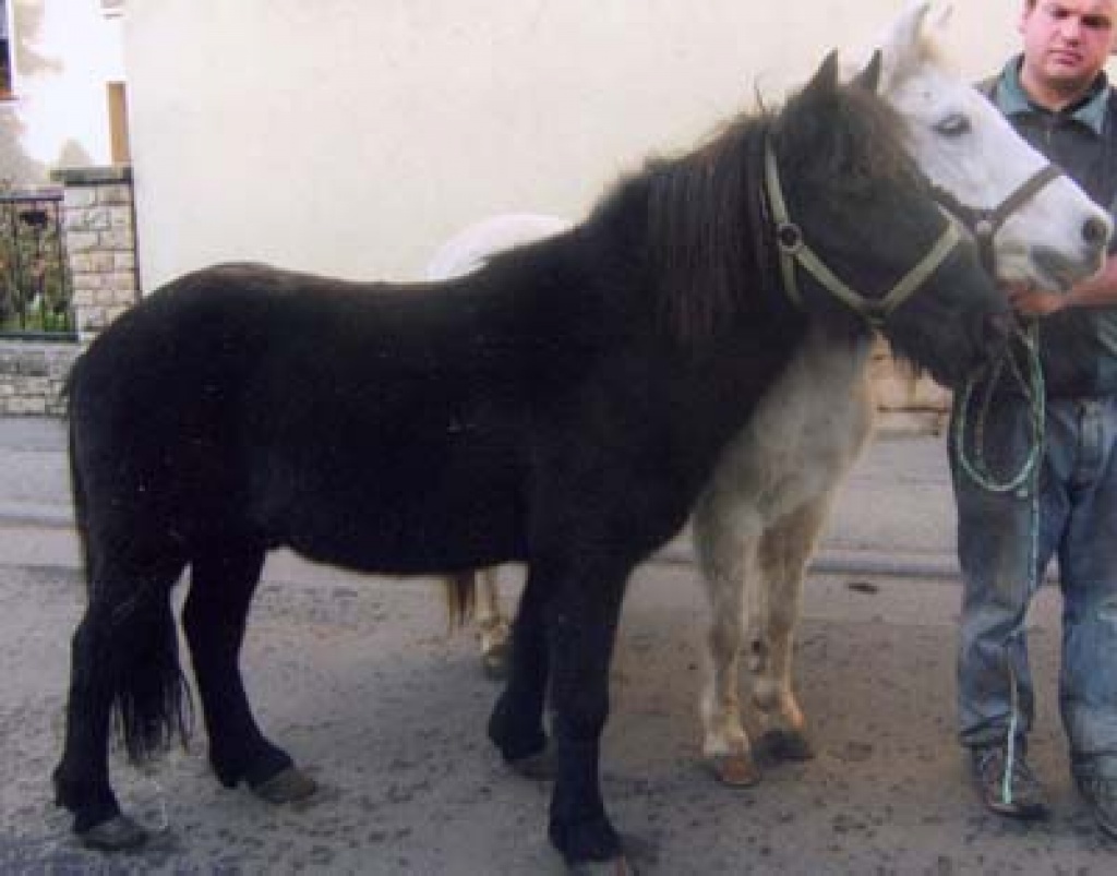 Gespann Kleinpferde 1.25 m groß - Ponys - Teuchern