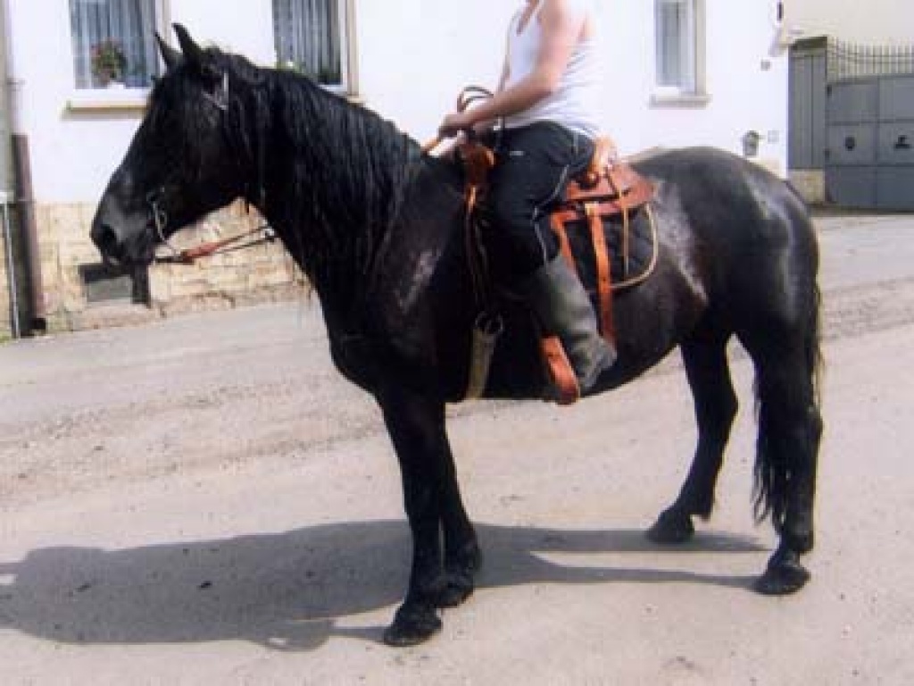 Brave Noriker-Stute - Ponys - Teuchern
