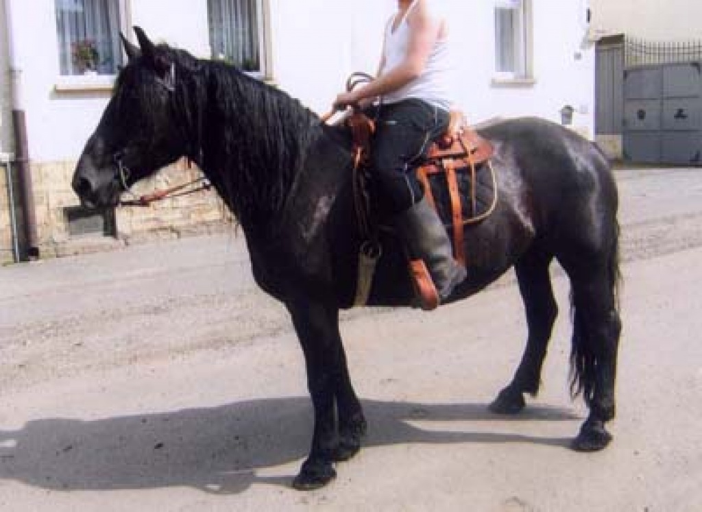 9 J. kräftig gebaut m. Pap., Freizeit - Ponys - Teuchern