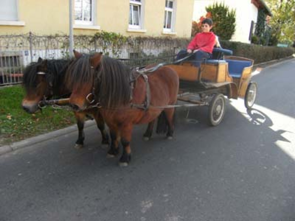 1 Gespann braune Ponystuten - Ponys - Teuchern